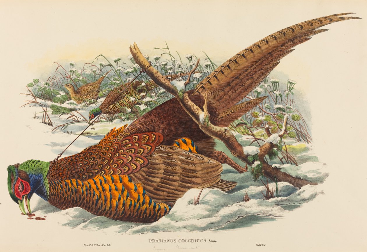 Phasianus colchicus (ringhalsfasan) av John Gould and W. Hart