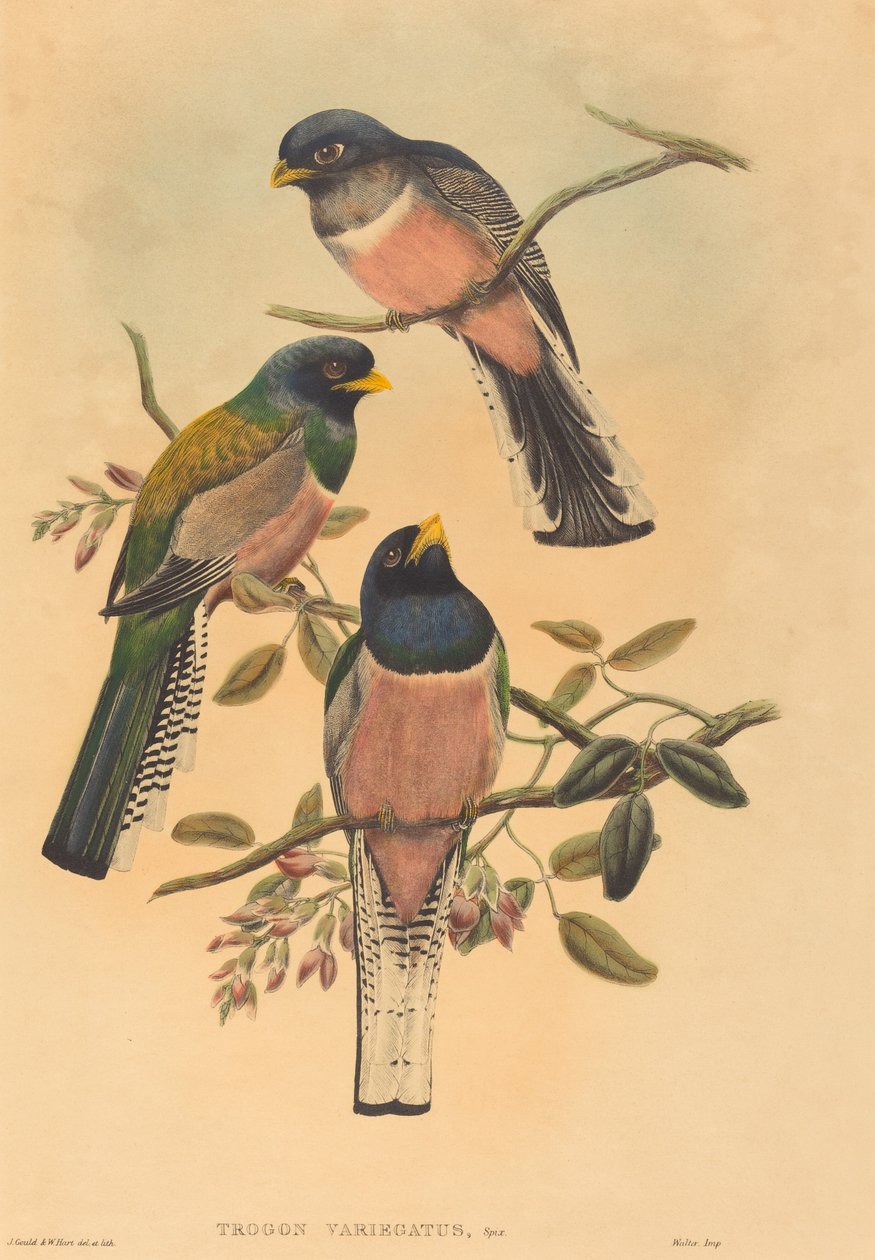 Trogan variegatus av John Gould and W. Hart