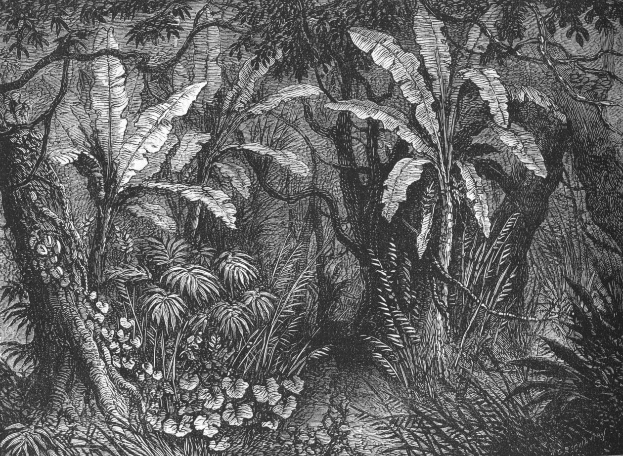 I Bush, c1880 av John Greenaway