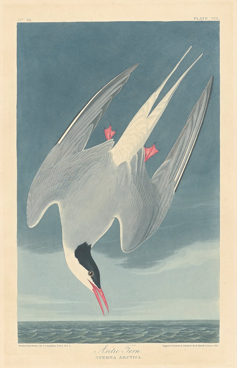 Arktisk tärna av John James (after) Audubon