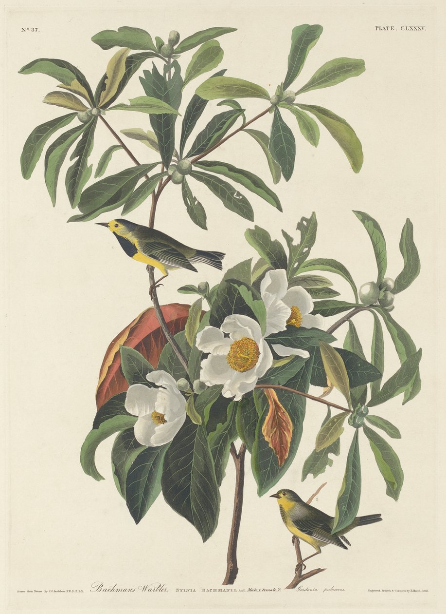 Bachmans sångare av John James (after) Audubon