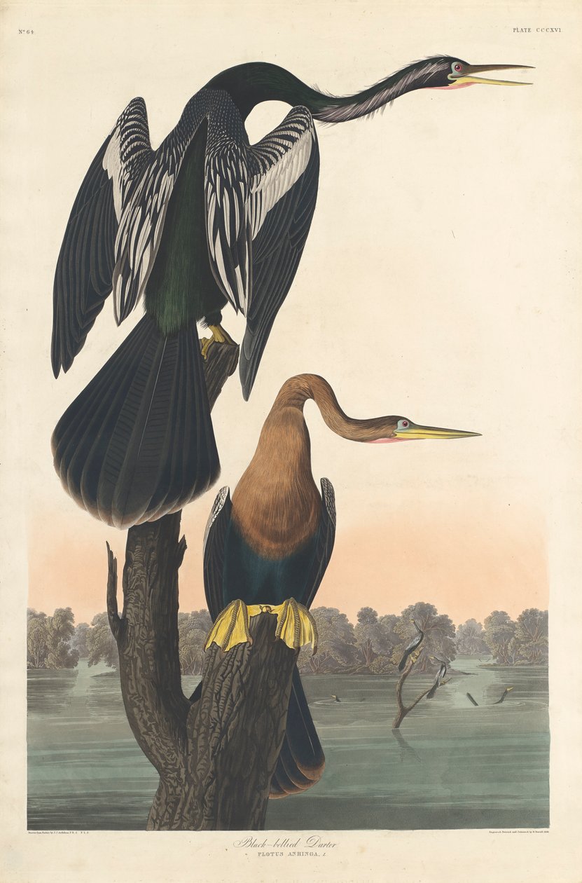 Svartbukad Darter av John James (after) Audubon