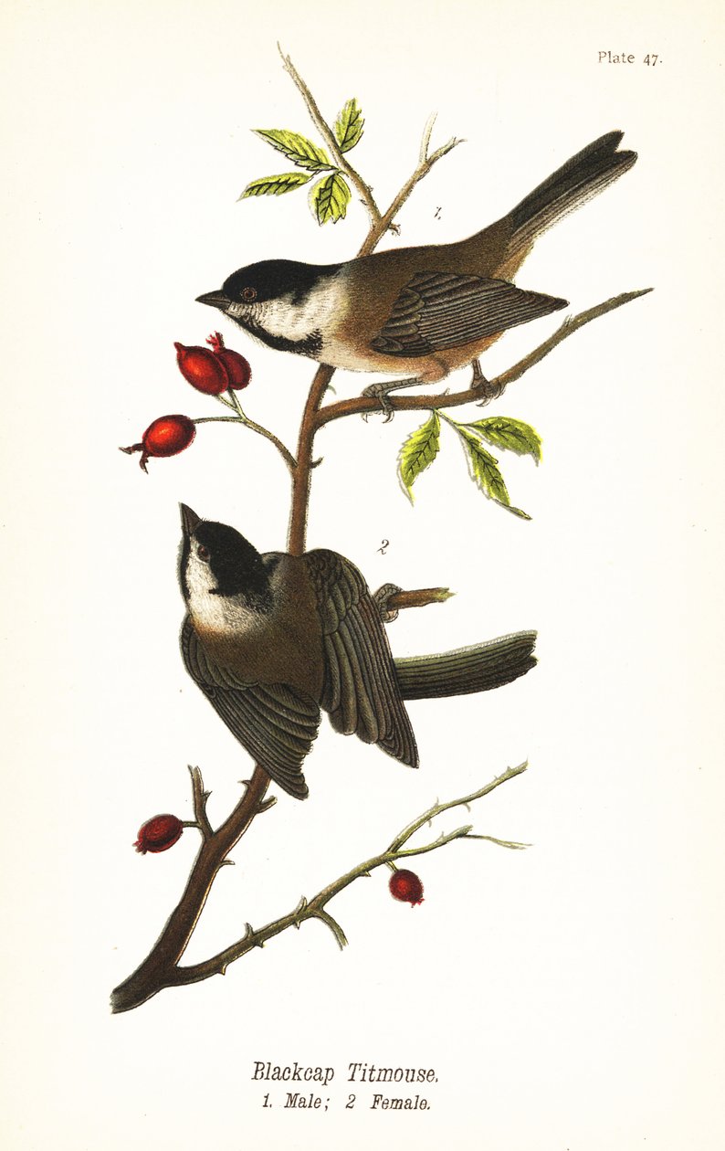 Svartkäppad chickadee, Poecile atricapillus av John James (after) Audubon