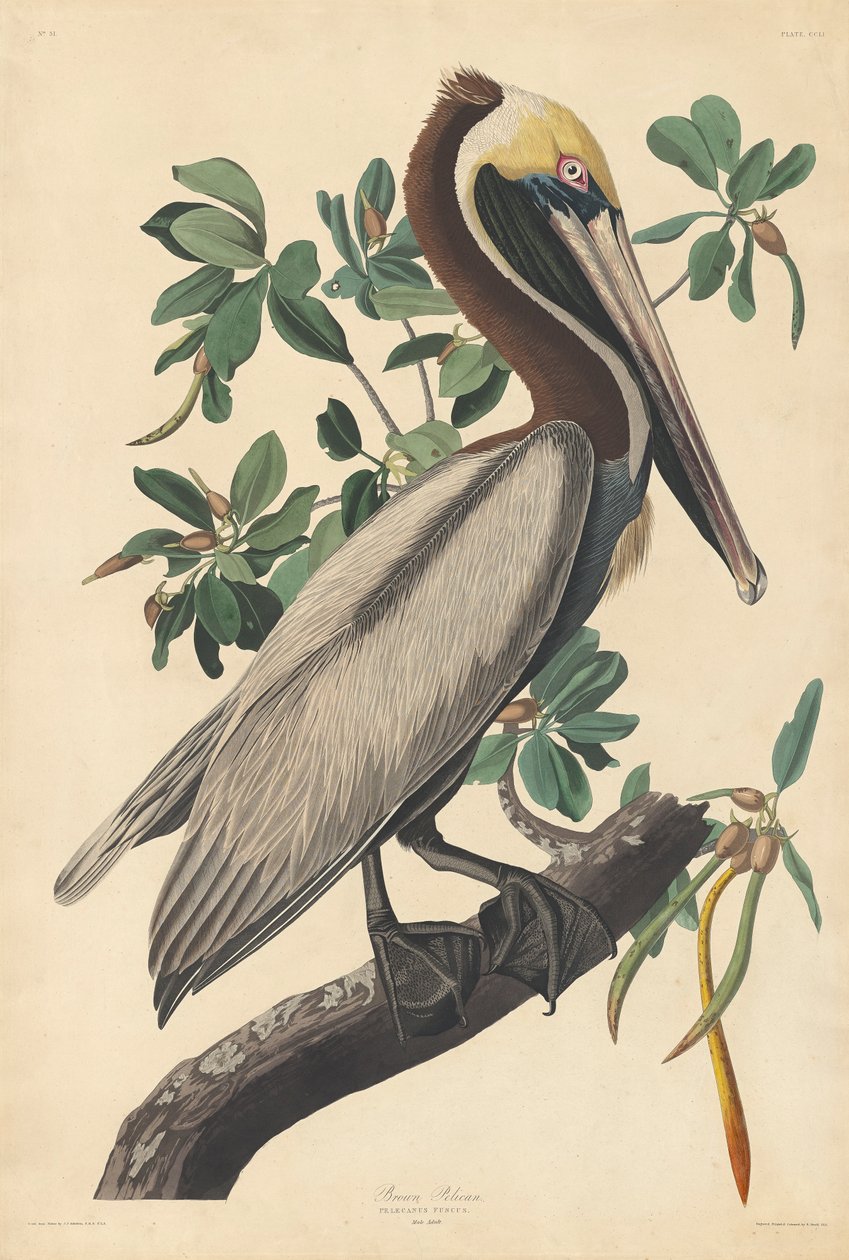 Brun pelikan av John James (after) Audubon