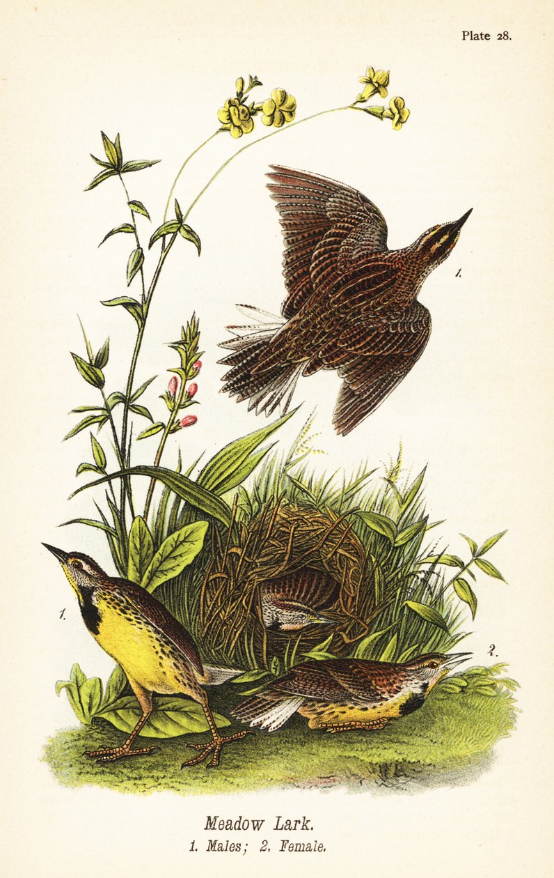 Östra ängslära, Sturnella magna av John James (after) Audubon