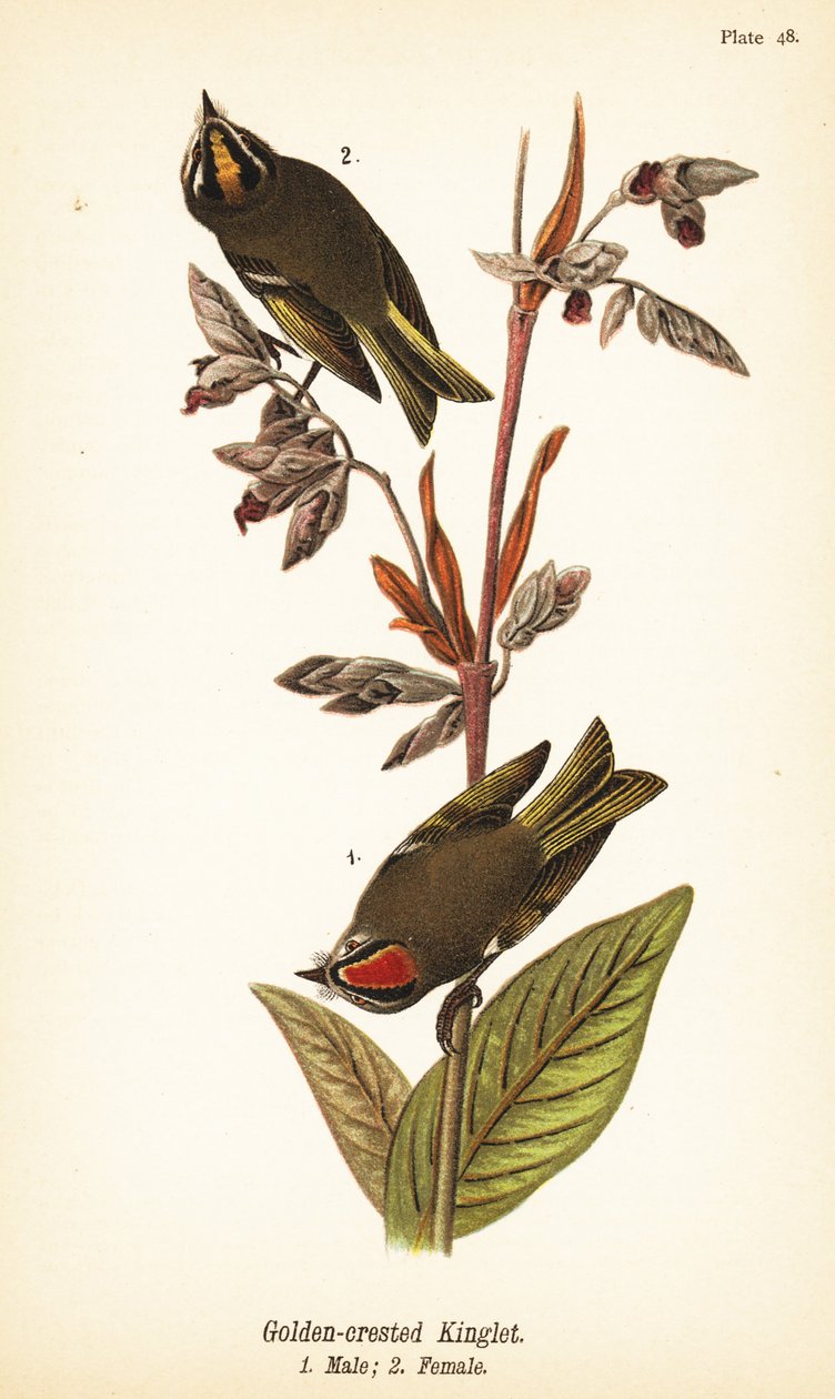 Guldkrönt kunga, Regulus satrapa av John James (after) Audubon