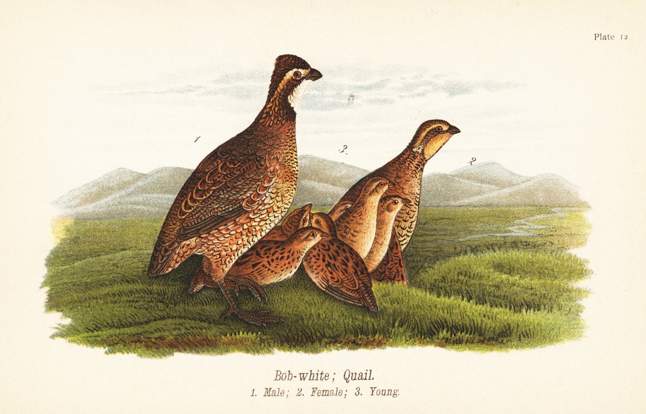 Nordlig bobwhite, Colinus virginianus av John James (after) Audubon