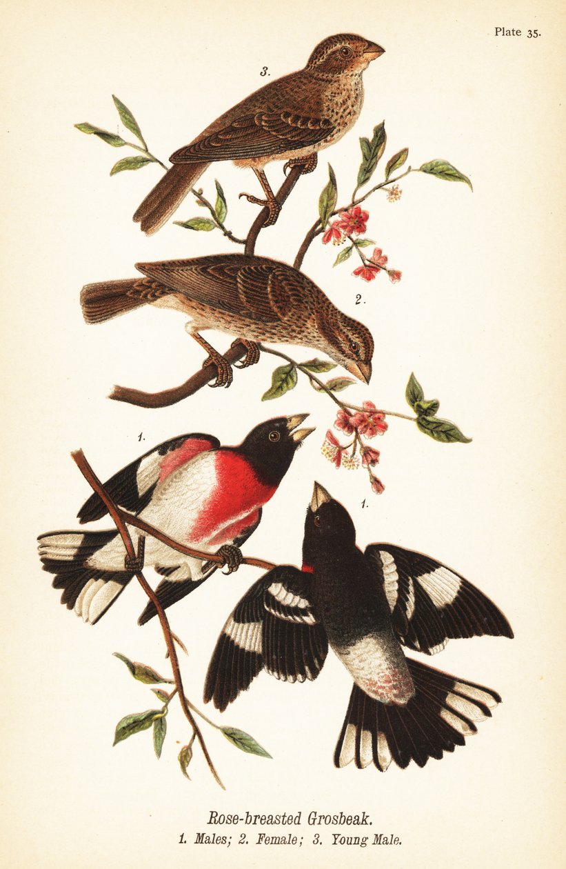 Rosenbrystad gronäbb, Pheucticus ludovicianus av John James (after) Audubon