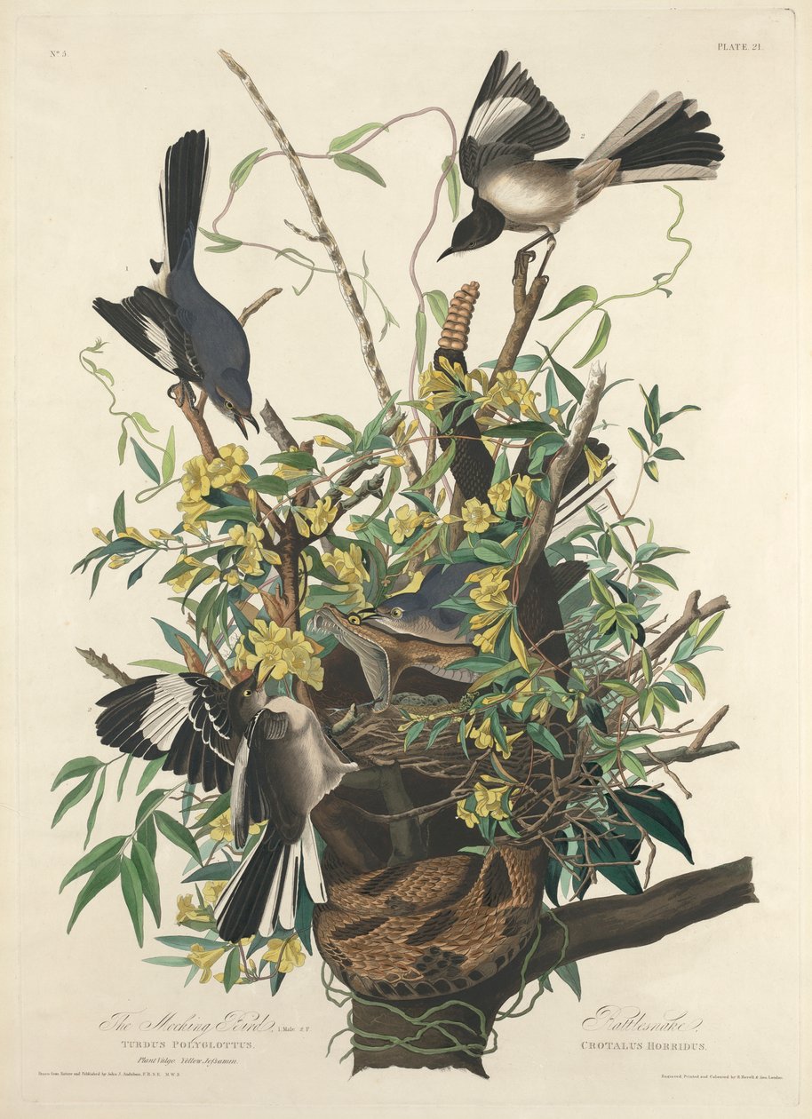 Den hånfulla fågeln av John James (after) Audubon