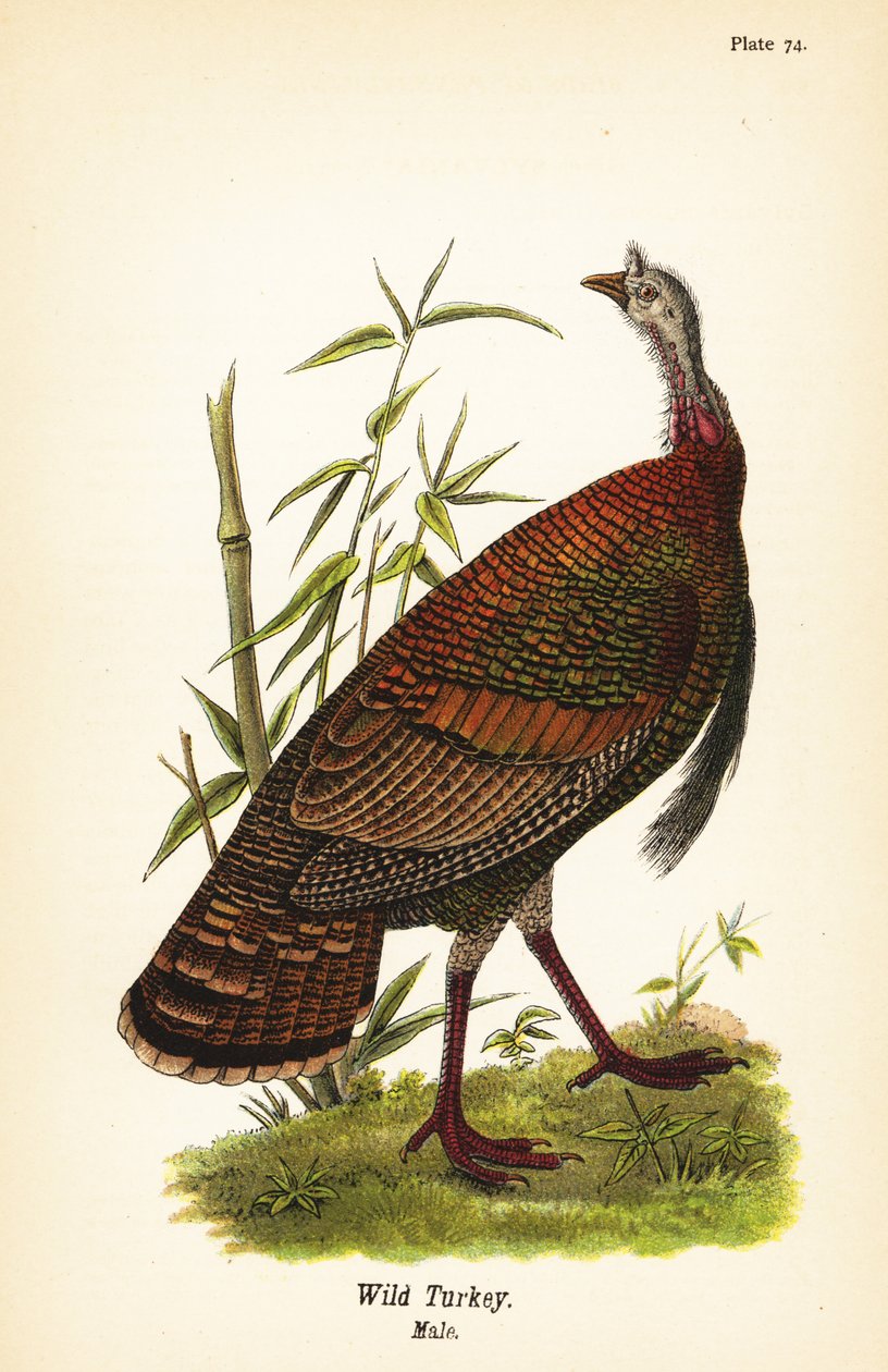 Vild kalkon, Meleagris gallopavo, hane av John James (after) Audubon