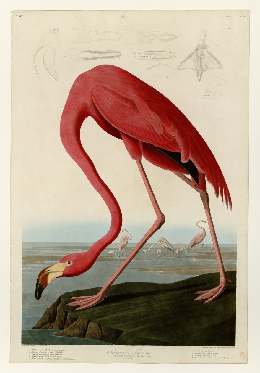431 Amerikansk flamingo av John James Audubon