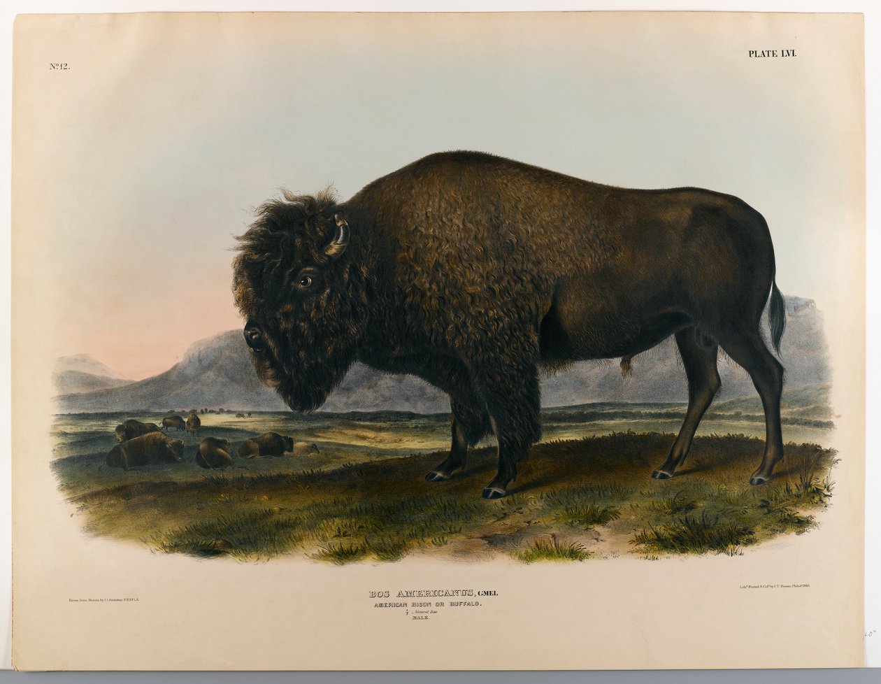 swed av John James Audubon