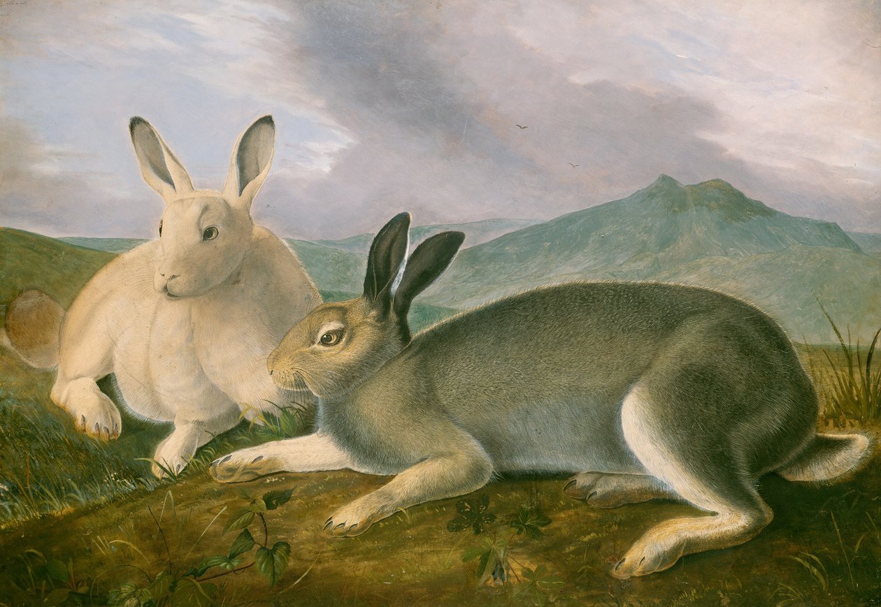 Arctic Hare av John James Audubon