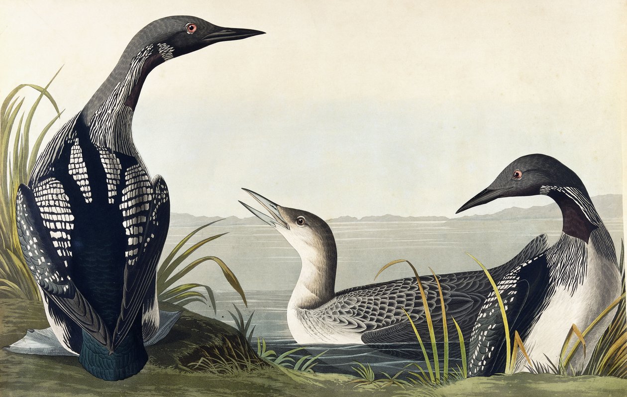 Svartstrupad dykare av John James Audubon