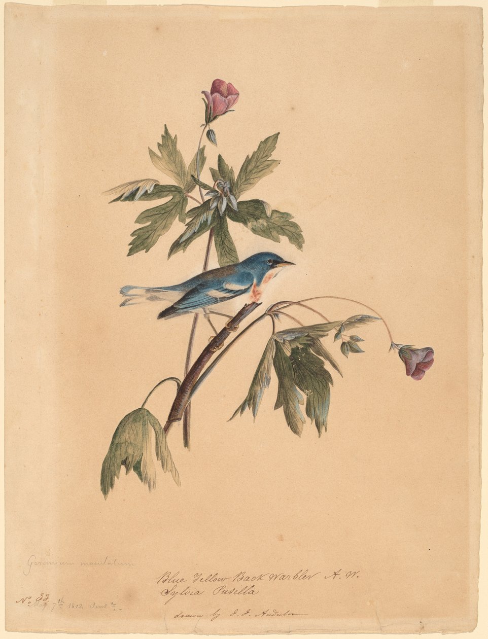 Blågul ryggsångare av John James Audubon