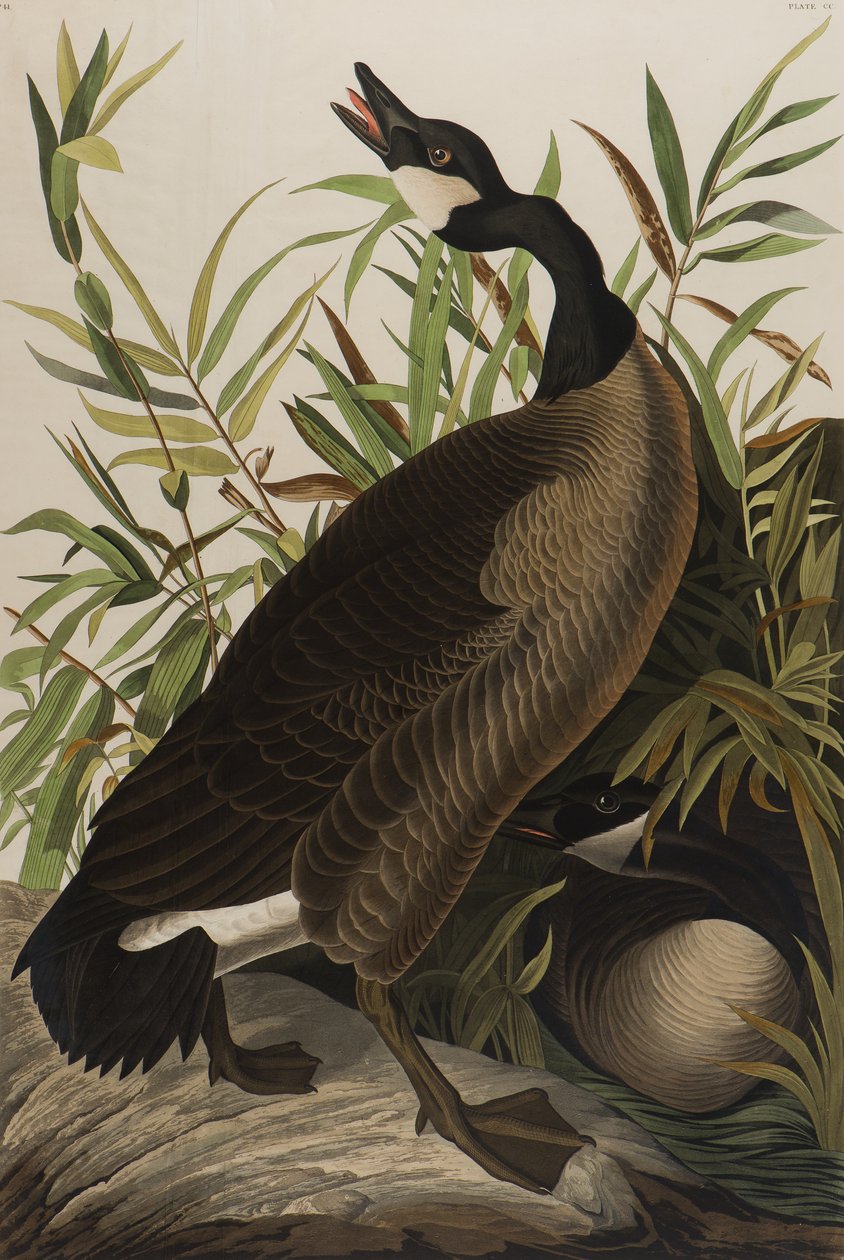 Canada Goose, 1827-1838 (wc på papper) av John James Audubon