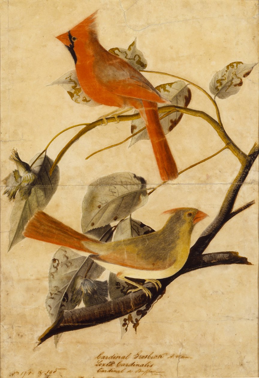 Kardinal Grosbeak av John James Audubon