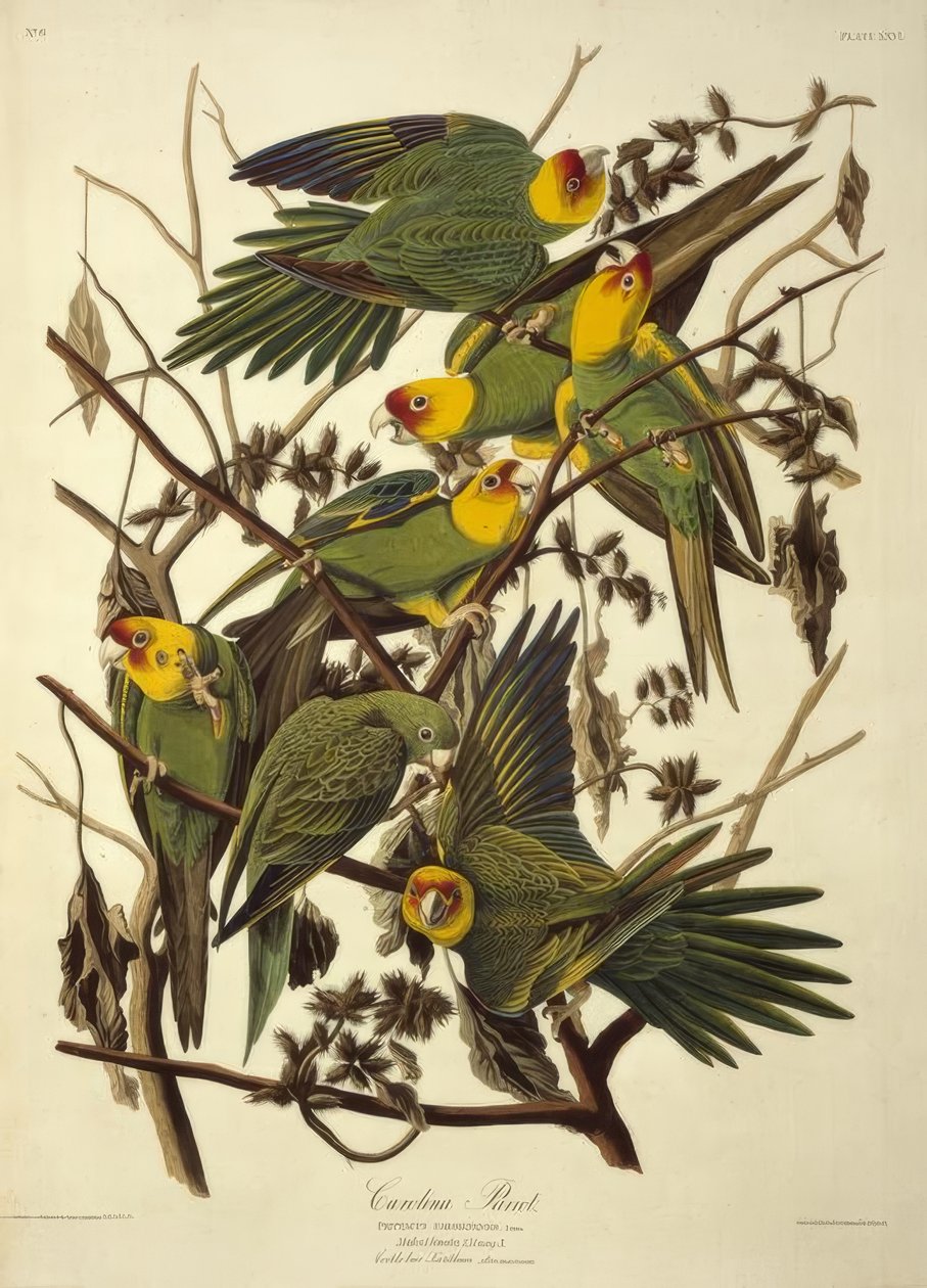 Carolina papegoja. Psittacus Carolinensis av John James Audubon