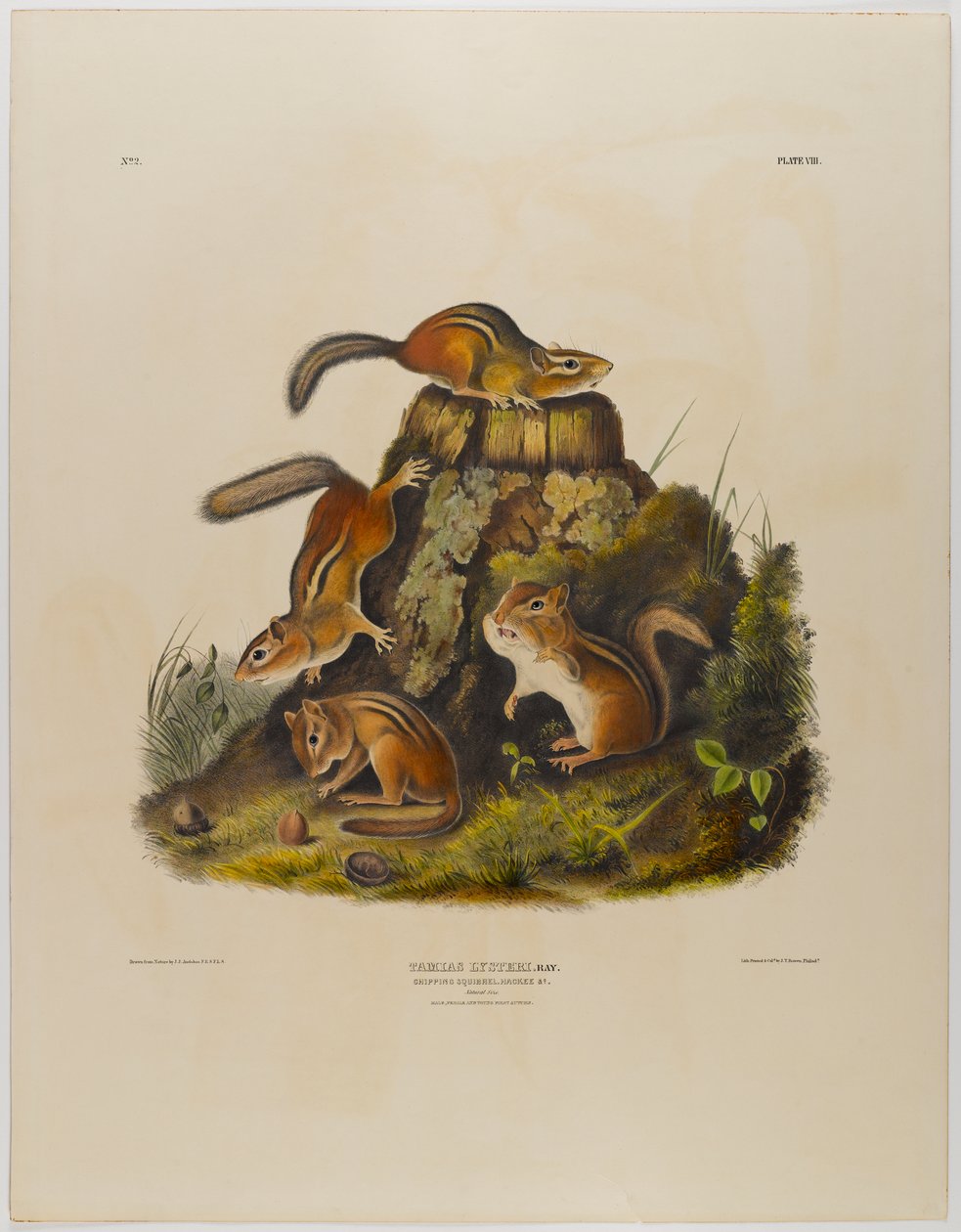 swed av John James Audubon