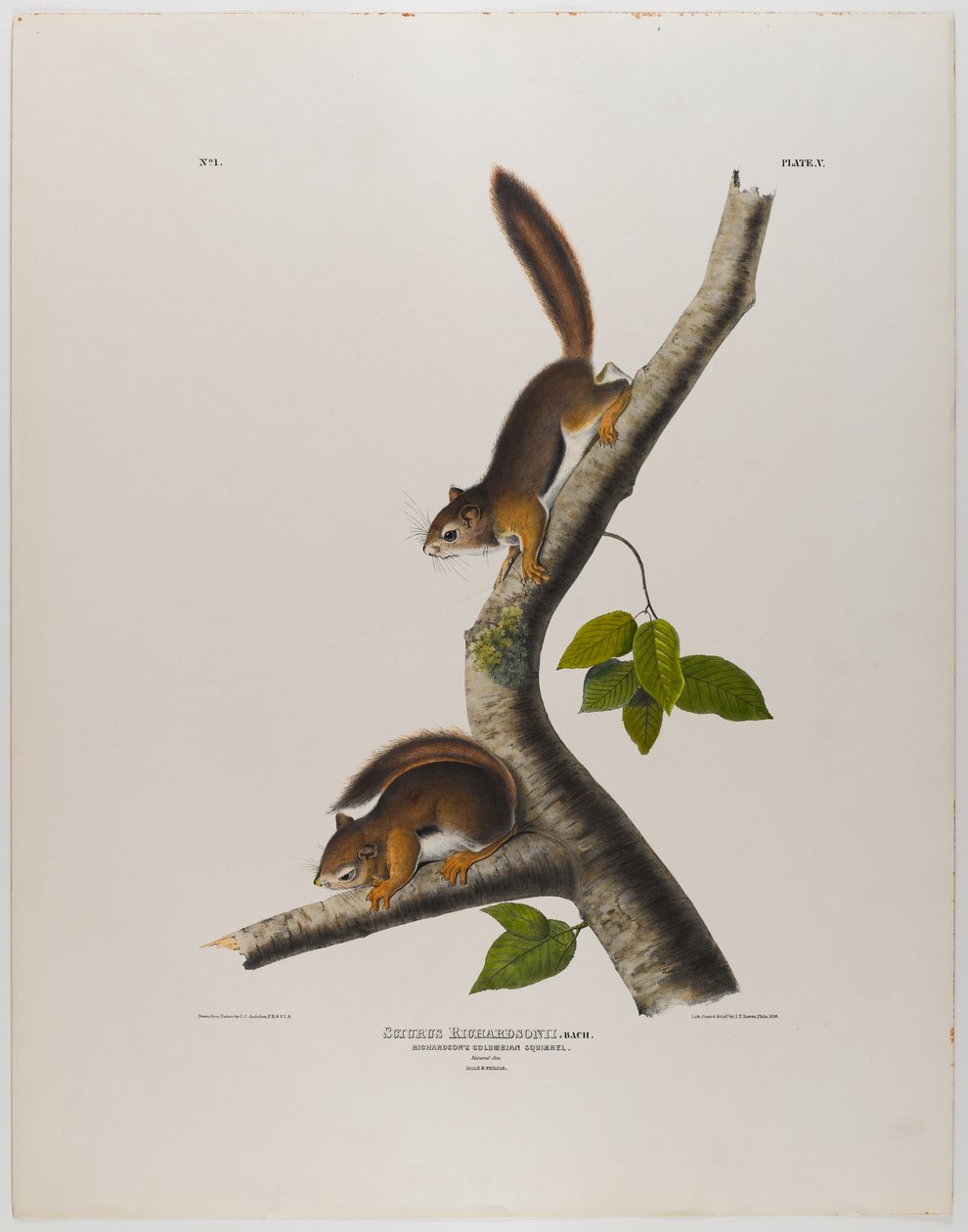 swed av John James Audubon