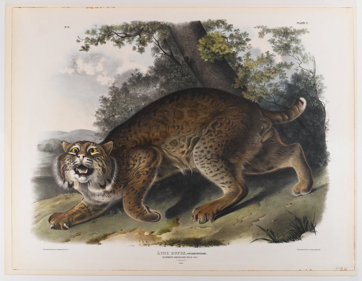 swed av John James Audubon