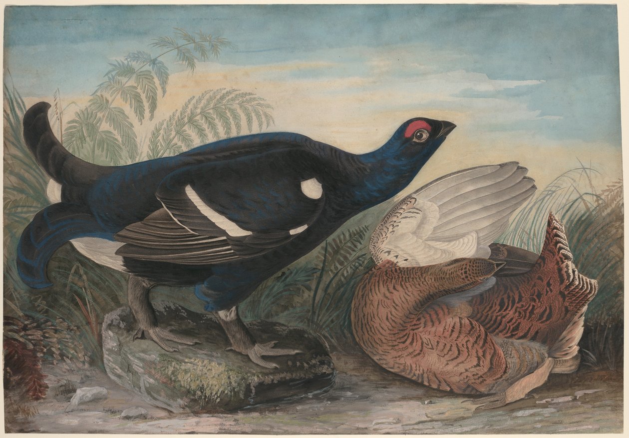Engelska svarta kukar av John James Audubon