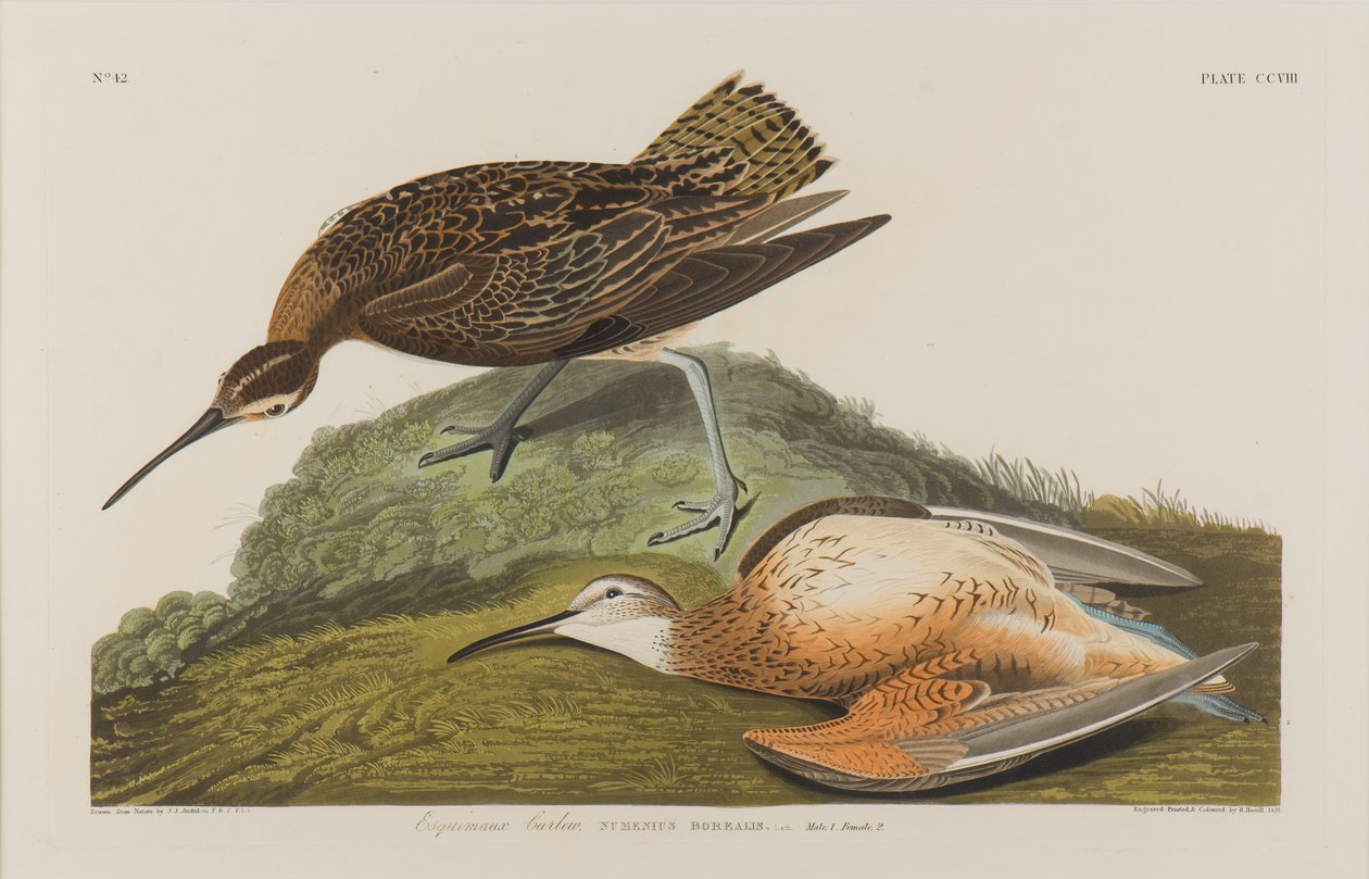 Esquimaux Curlew, 1834 (wc på papper) av John James Audubon