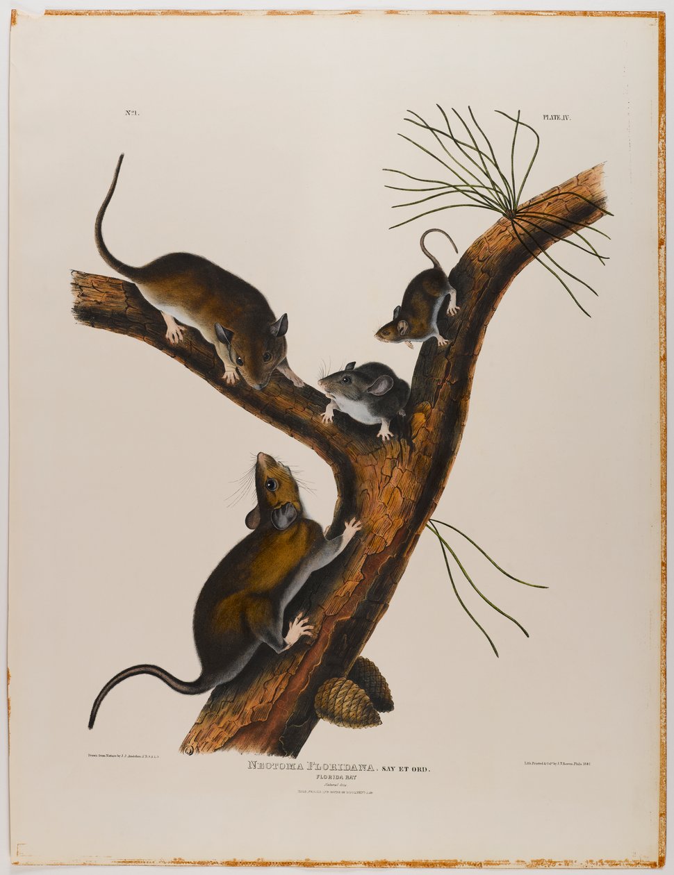 swed av John James Audubon