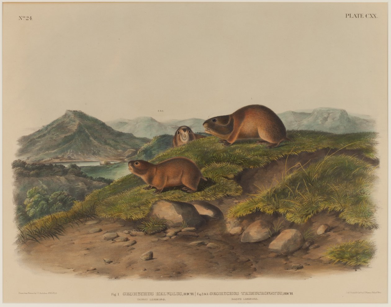 Georychus Helvolus & Georychus Trimucronatus av John James Audubon