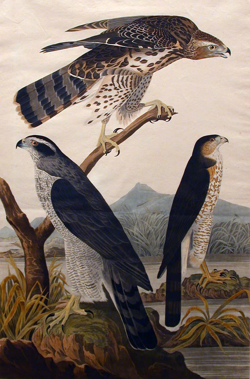Goshawk, Stanley Hawk nr 29, 1830. av John James Audubon