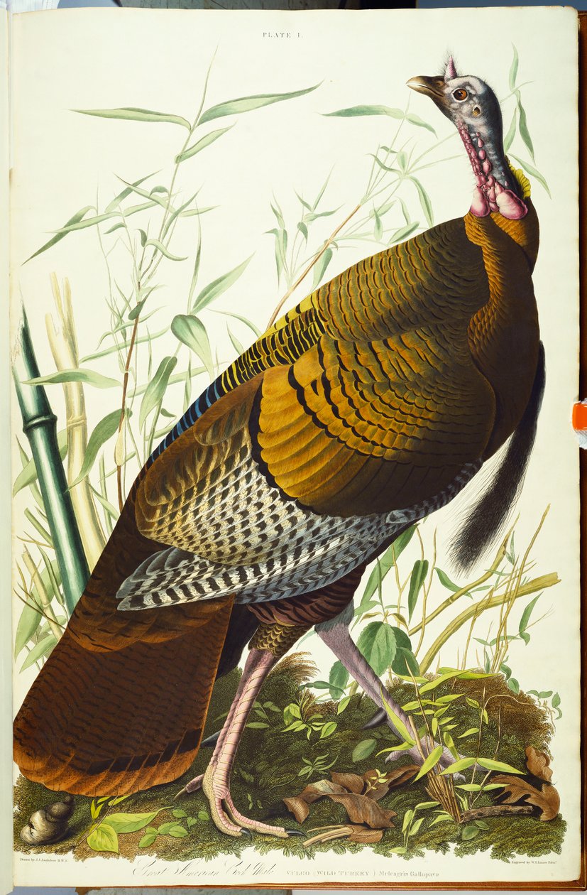 Great American Beck Male. Vild kalkon av John James Audubon