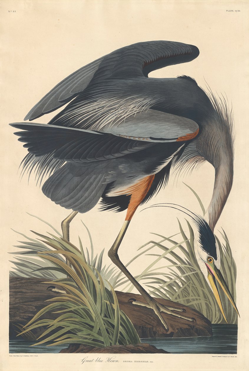Stor blåhäger, 1834 av John James Audubon