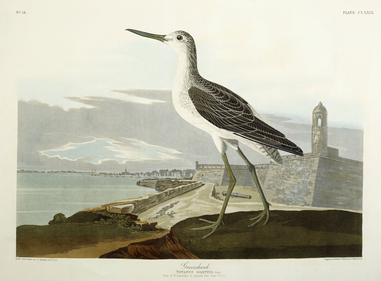 Greenshank, utsikt över St, 1835 av John James Audubon