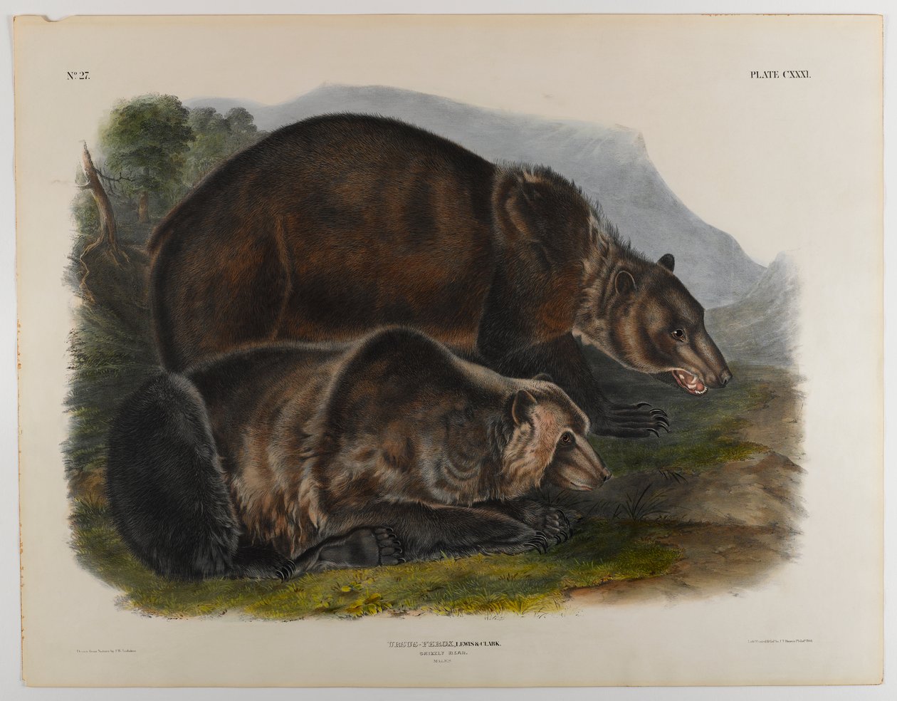 swed av John James Audubon