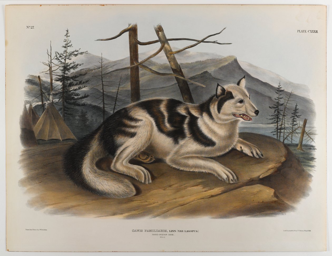 swed av John James Audubon