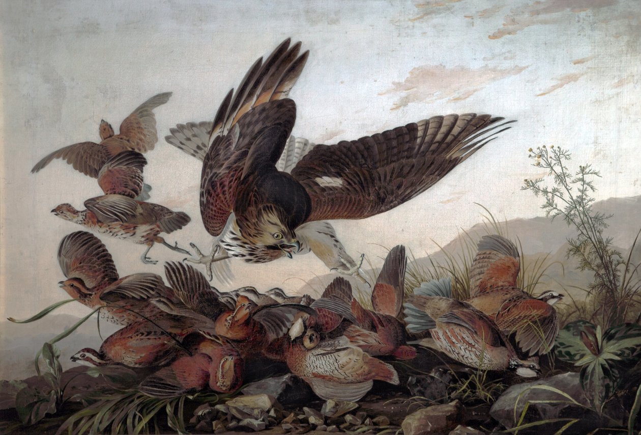 Hökar attackerar rapphöns, 1826 av John James Audubon