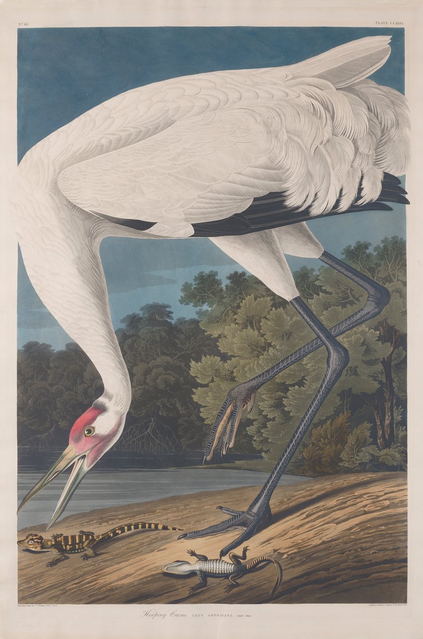Hooping Crane, 1834 av John James Audubon