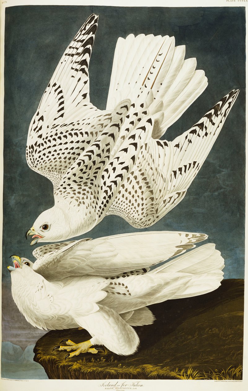 Island eller Jer Falcon. Gyrfalcon av John James Audubon