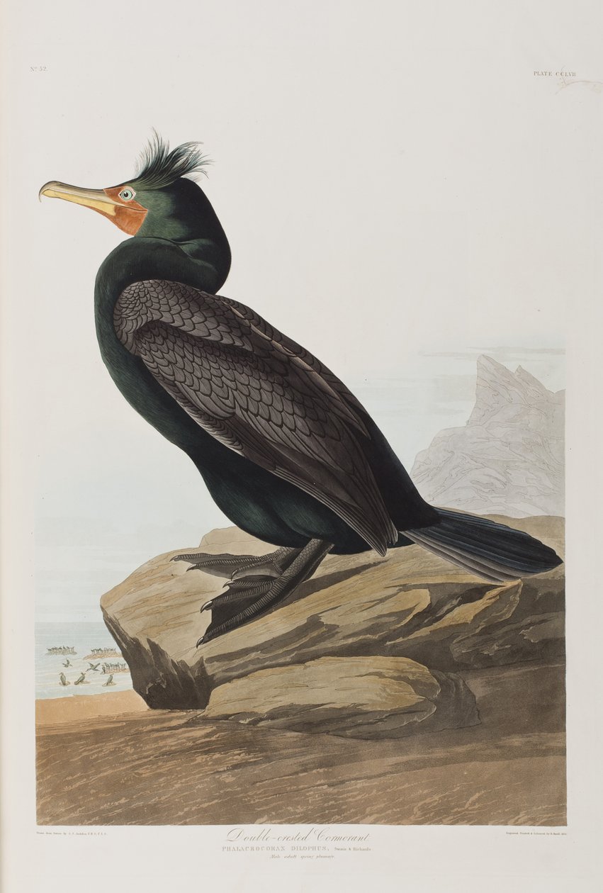 Illustration från "Birds of America" av John James Audubon