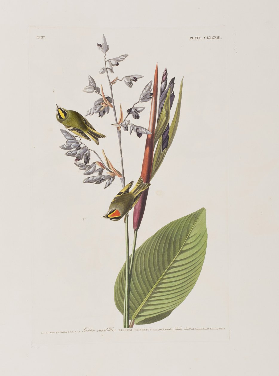 Illustration från "Birds of America" av John James Audubon