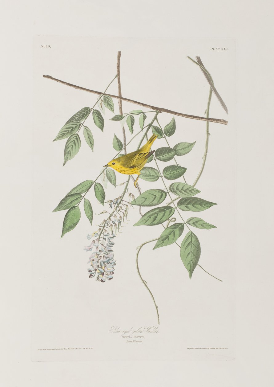 Illustration från "Birds of America" (Fåglar i Amerika) av John James Audubon