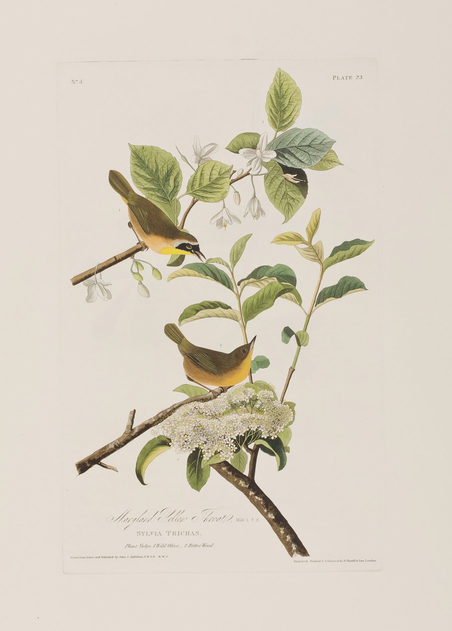 Illustration från "Birds of America" av John James Audubon