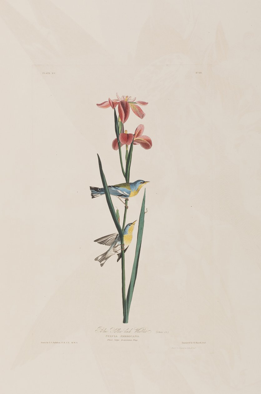 Illustration från "Birds of America" av John James Audubon