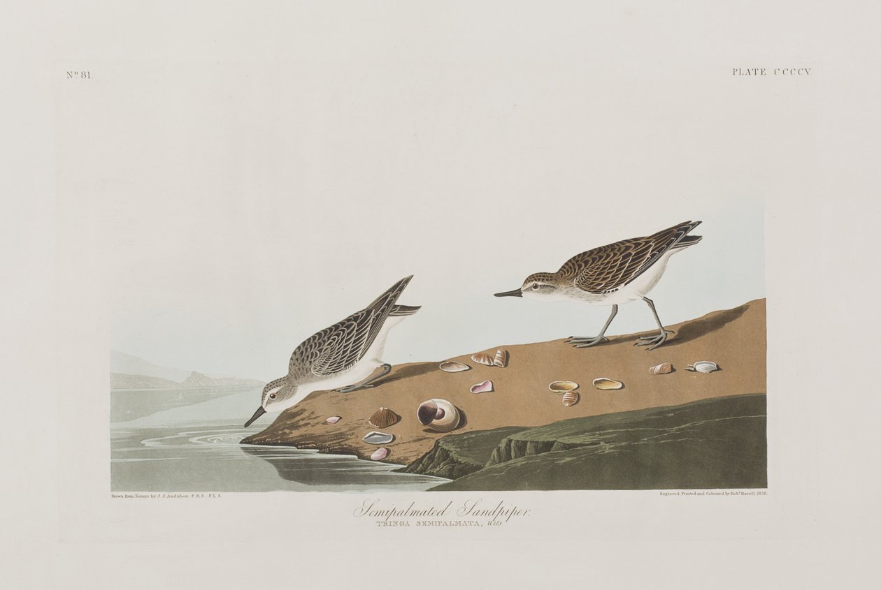 Illustration från "Birds of America" av John James Audubon