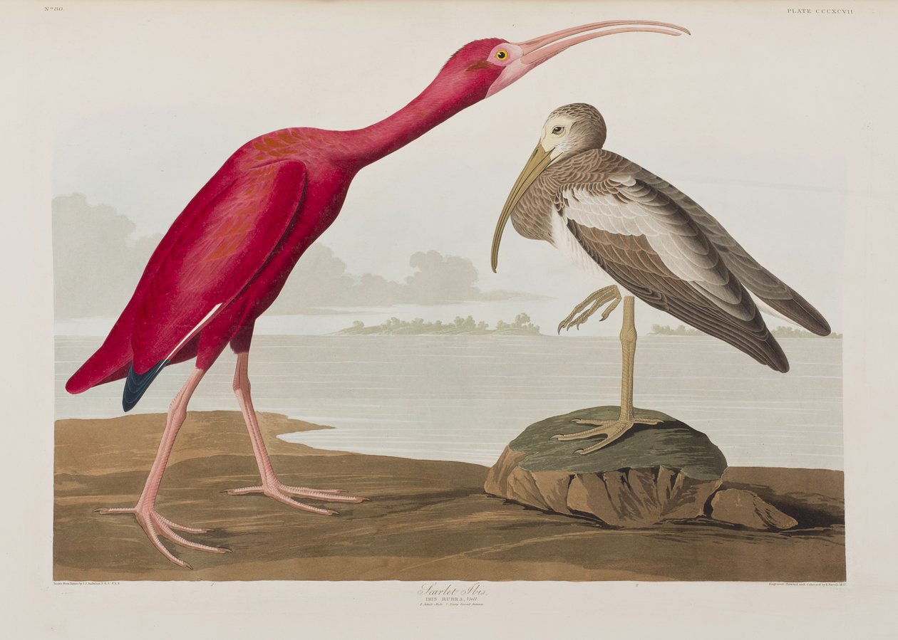 Illustration från "Birds of America" av John James Audubon