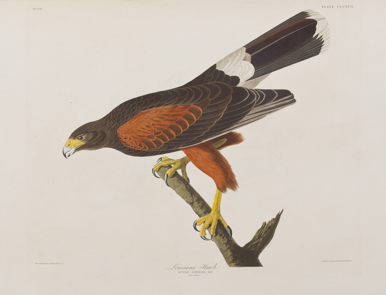 Illustration från "Birds of America" (Fåglar i Amerika) av John James Audubon