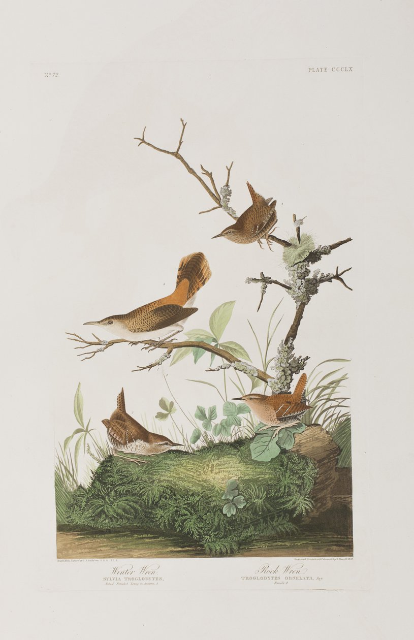 Illustration från "Birds of America" av John James Audubon