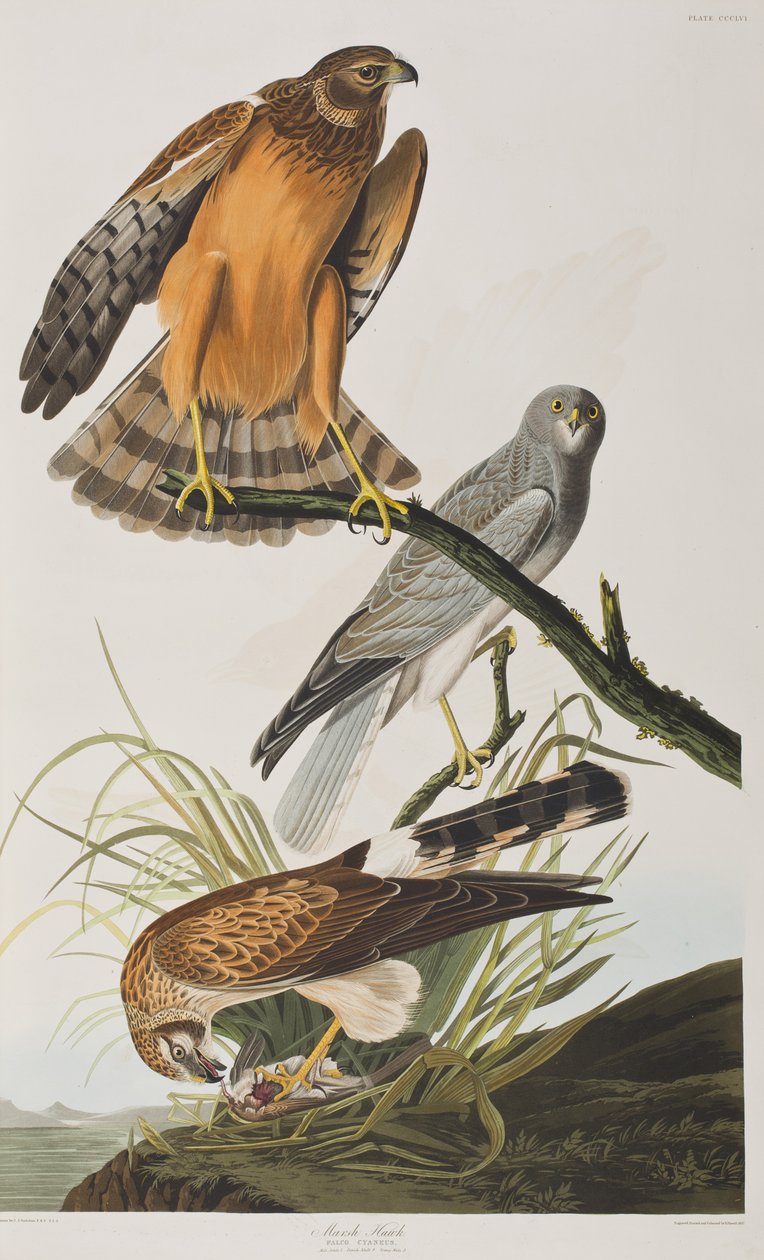 Illustration från "Birds of America" av John James Audubon