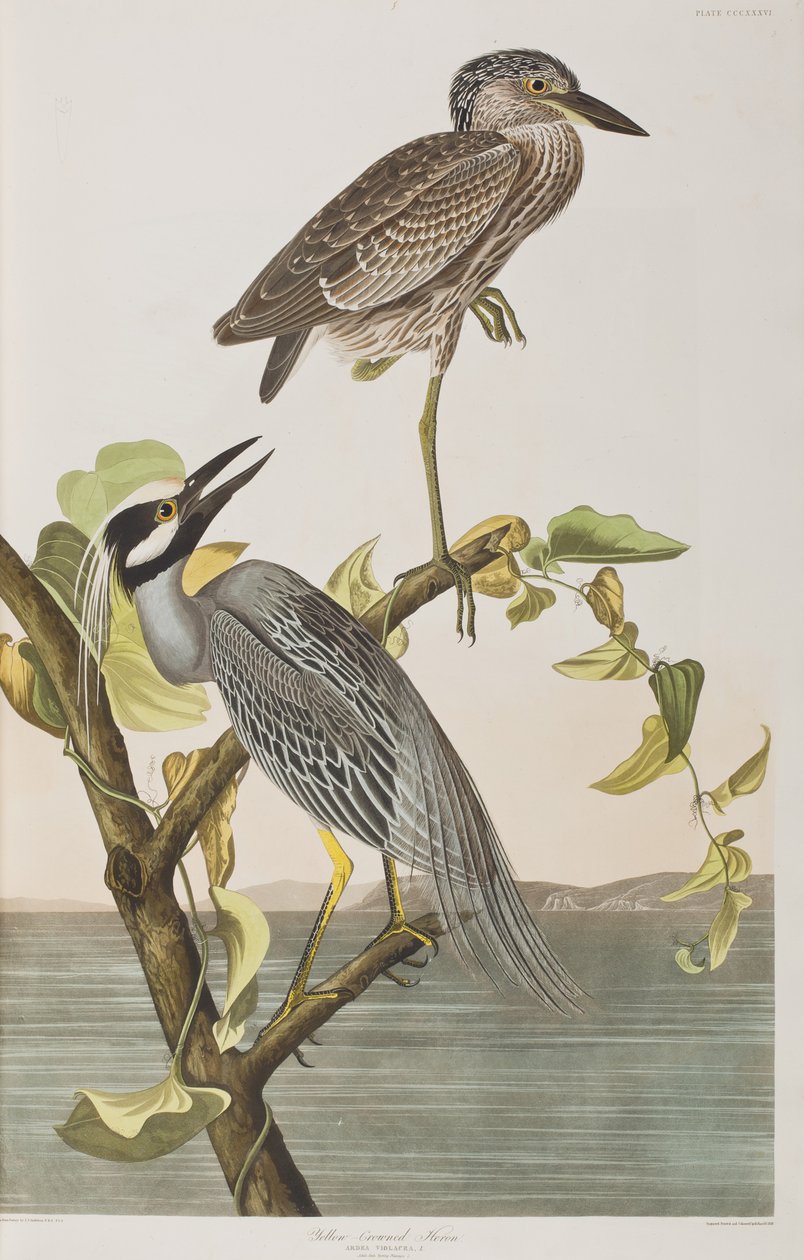 Illustration från "Birds of America" av John James Audubon