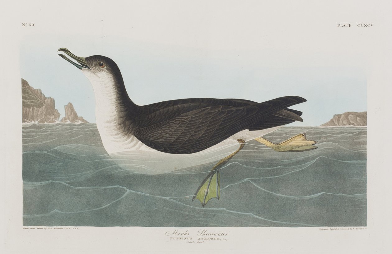 Illustration från "Birds of America" av John James Audubon